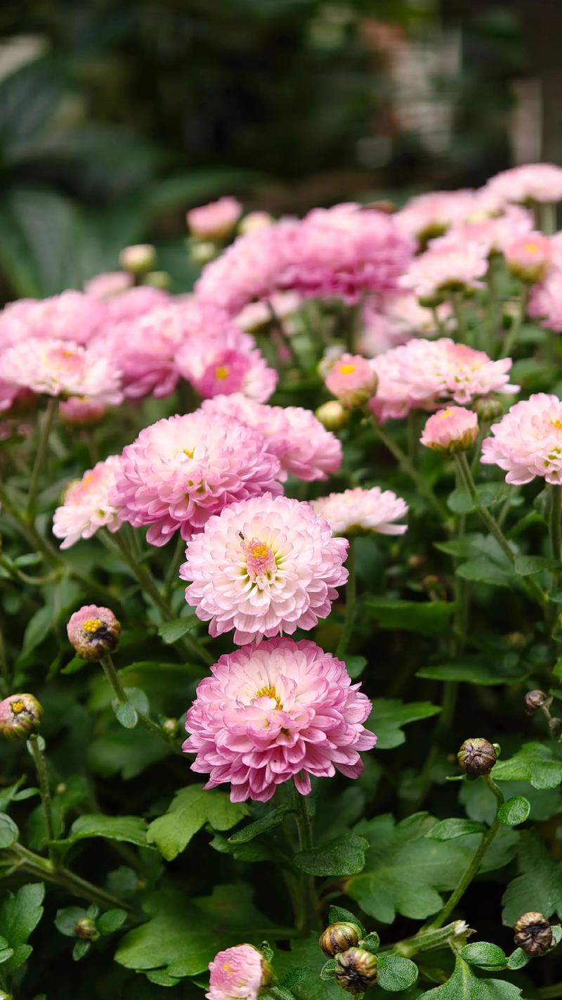 菊花爆花是什么感觉?庭院与阳台的秋季视觉盛宴 光照与水肥:让花苞全部打开