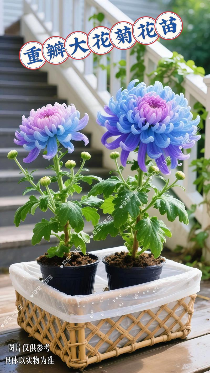 菊花爆花是什么感觉?庭院与阳台的秋季视觉盛宴 修剪促花:剪对位置才能满枝花