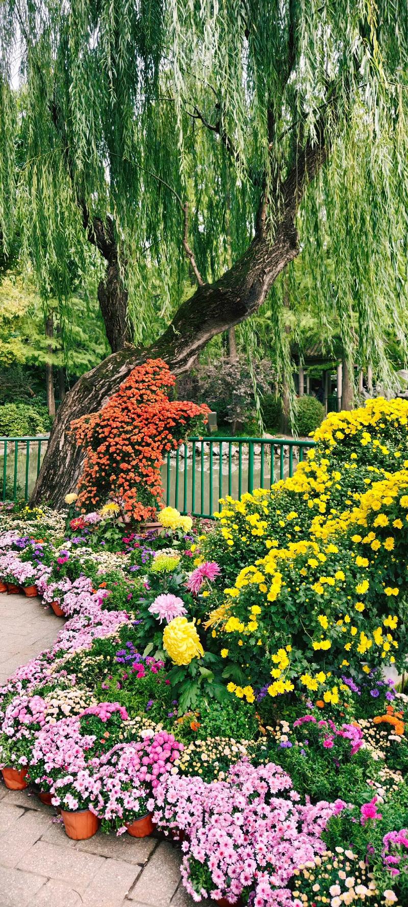 菊花爆花是什么感觉?庭院与阳台的秋季视觉盛宴 关于菊花爆花的疑问
