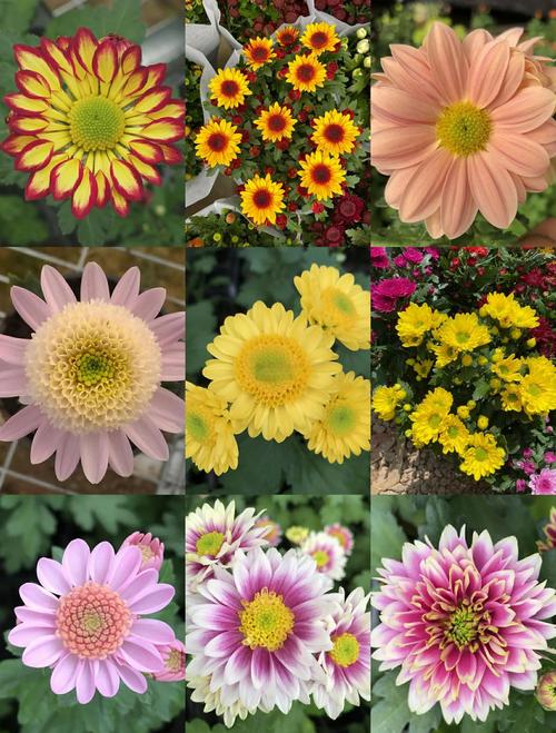 菊花爆花是什么感觉?庭院与阳台的秋季视觉盛宴 三个动作,让菊花开成花球