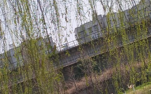 杨柳指的是杨树和柳树吗？——园艺视角下的植物辨析与栽培建议