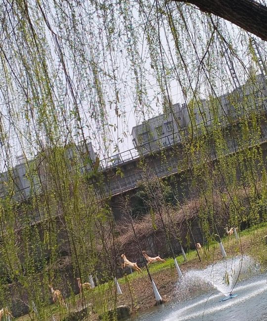 杨柳指的是杨树和柳树吗？——园艺视角下的植物辨析与栽培建议
