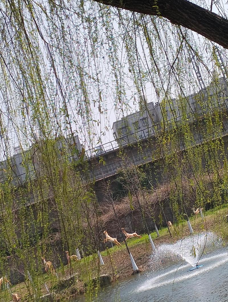 杨柳指的是杨树和柳树吗?——园艺视角下的植物辨析与栽培建议 一、杨树与柳树的本质区别