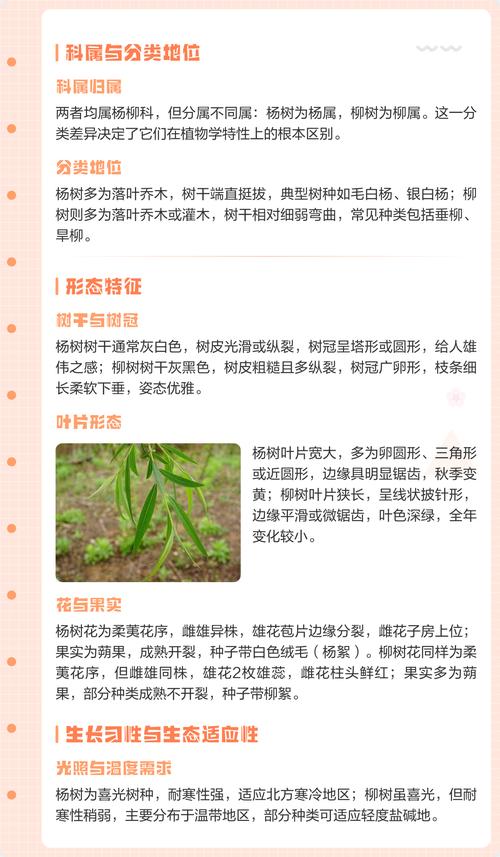 杨柳指的是杨树和柳树吗?——园艺视角下的植物辨析与栽培建议 二、文化语境中的“杨柳”