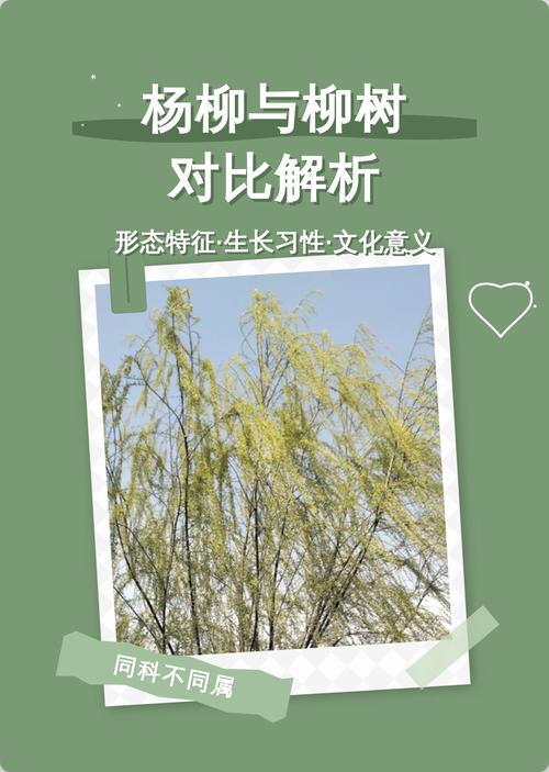 杨柳指的是杨树和柳树吗?——园艺视角下的植物辨析与栽培建议 四、常见误区澄清