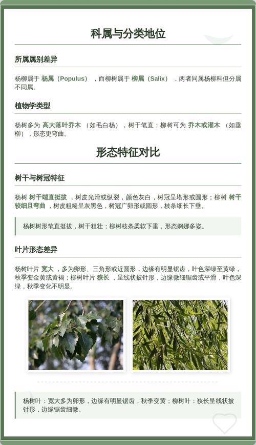 杨柳指的是杨树和柳树吗?——园艺视角下的植物辨析与栽培建议 三、园艺应用与栽培要点