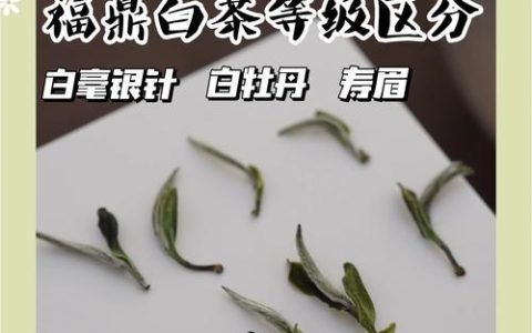 白茶是属于红茶还是绿茶？揭秘白茶的真实属性与分类