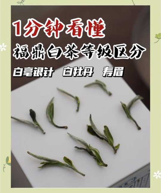 白茶是属于红茶还是绿茶？揭秘白茶的真实属性与分类