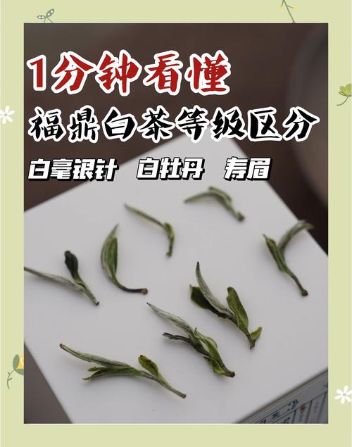 白茶是属于红茶还是绿茶?揭秘白茶的真实属性与分类 白茶是属于红茶还是绿茶?揭秘白茶的真实属性与分类