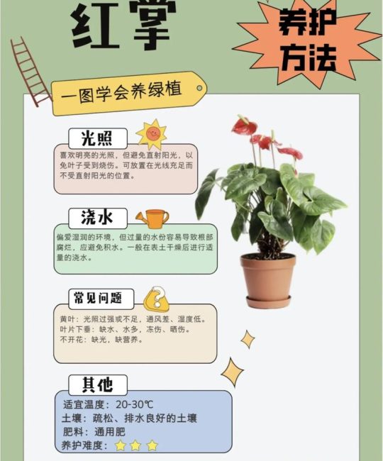 红掌黄叶不开花怎么办？从原因诊断到促花复壮的全套指南