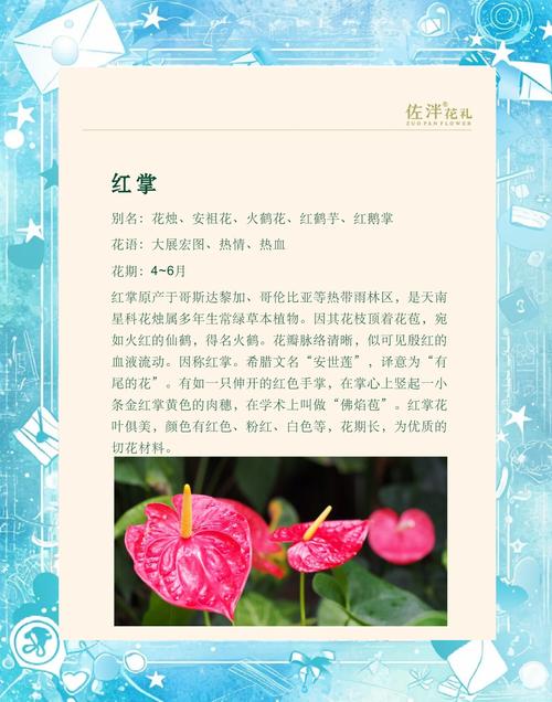 红掌黄叶不开花怎么办?从原因诊断到促花复壮的全套指南 对症处理办法