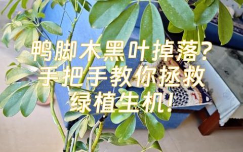 鸭脚木经常掉叶是什么原因？——家庭盆栽落叶问题诊断与防治指南