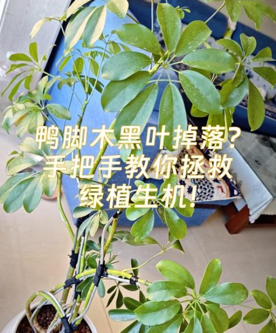 鸭脚木经常掉叶是什么原因？——家庭盆栽落叶问题诊断与防治指南
