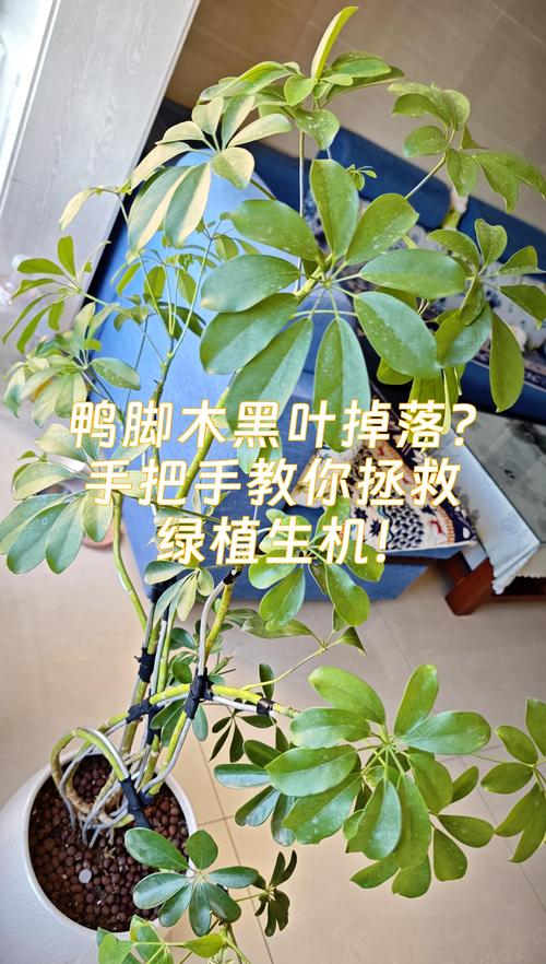 鸭脚木经常掉叶是什么原因?——家庭盆栽落叶问题诊断与防治指南 鸭脚木经常掉叶是什么原因?——家庭盆栽落叶问题诊断与防治指南