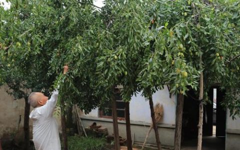 庭院种植枣树的最佳位置选择与安全养护指南