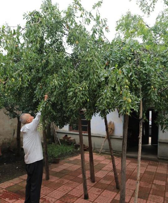 庭院种植枣树的最佳位置选择与安全养护指南