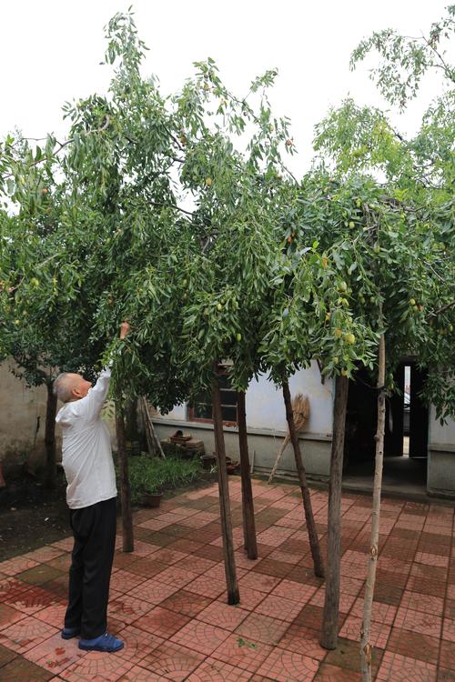 庭院种植枣树的最佳位置选择与安全养护指南