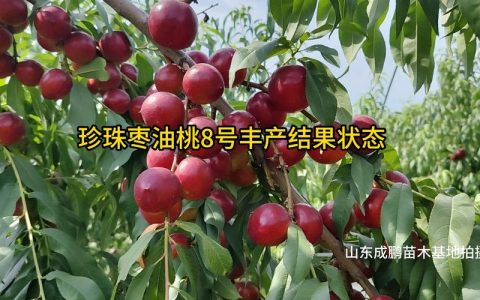 枣油桃8号品种介绍：早熟、丰产、口感脆甜的优质桃树品种