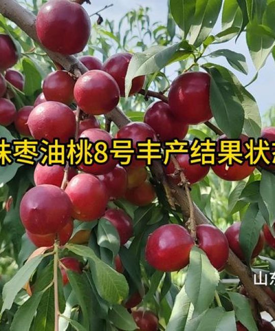 枣油桃8号品种介绍：早熟、丰产、口感脆甜的优质桃树品种