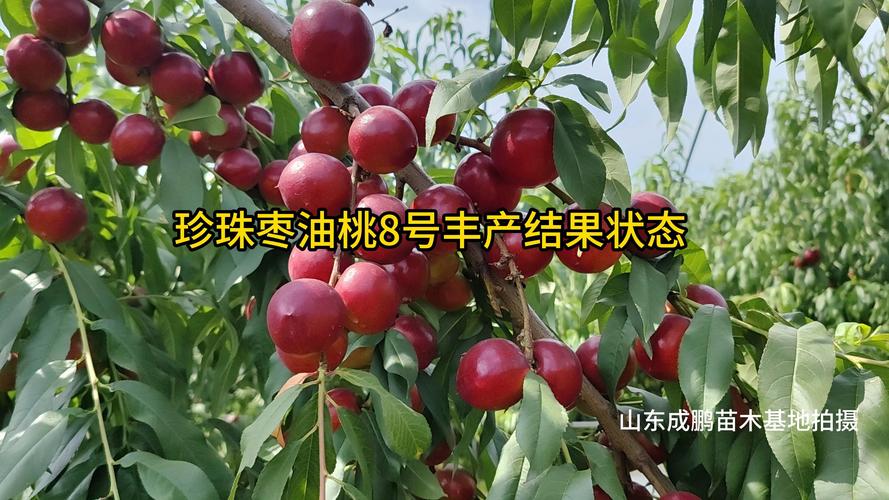 枣油桃8号品种介绍:早熟、丰产、口感脆甜的优质桃树品种 枣油桃8号品种介绍:早熟、丰产、口感脆甜的优质桃树品种