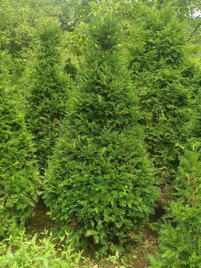 院子里能种红豆杉树吗?庭院地栽全攻略与注意事项 三、土壤环境:微酸性、疏松、排水好