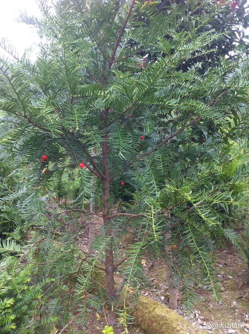 院子里能种红豆杉树吗?庭院地栽全攻略与注意事项 四、栽前处理:修根、消毒、蘸生根剂