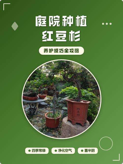 院子里能种红豆杉树吗?庭院地栽全攻略与注意事项 七、缓苗期管理(栽后7~15天)