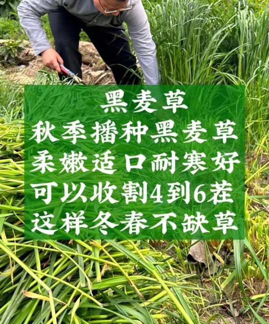 黑麦草多少钱一斤？2026年价格参考区间与五大影响因素详解