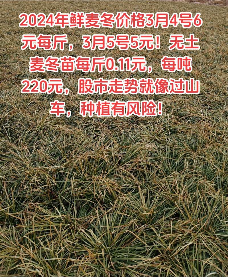 黑麦草多少钱一斤?2026年价格参考区间与五大影响因素详解 因素二:产地(进口与国产差异明显)