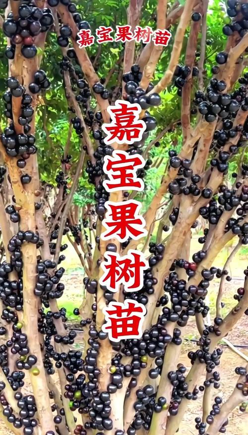 农村院子里能种葡萄树吗?从选时到成活的完整种植指南 六、缓苗管理