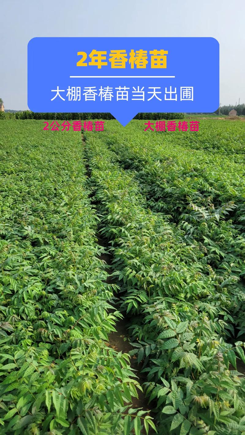 水培香椿苗怎么种植:从浸种到采收的标准化操作指南 五、光照与通风调控