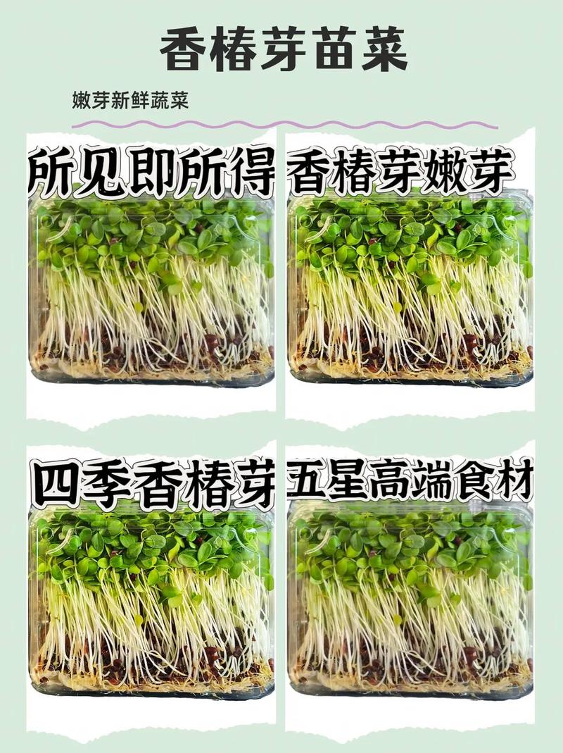 水培香椿苗怎么种植:从浸种到采收的标准化操作指南 八、总结