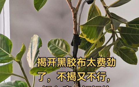 黄金榕是凶树吗？揭开它的风水真相与园艺价值