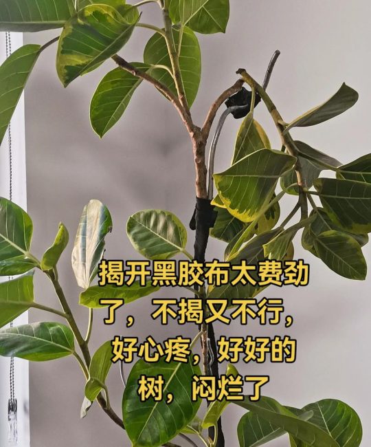黄金榕是凶树吗？揭开它的风水真相与园艺价值