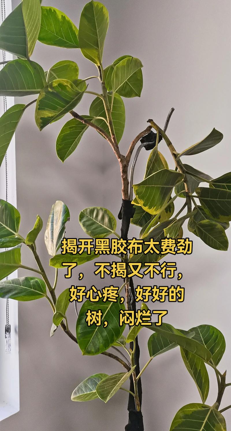 黄金榕的植物学身份