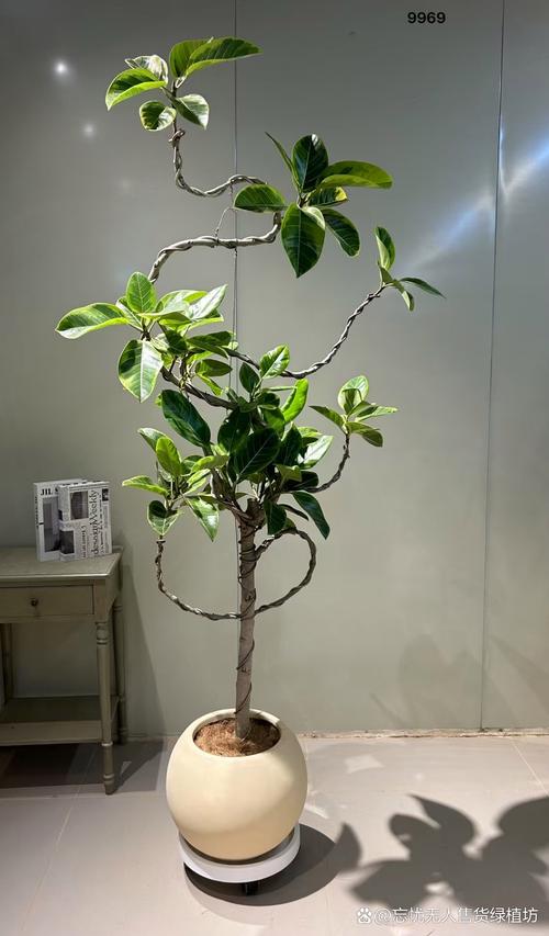 常见问题解答