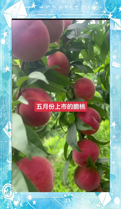 5月成熟的桃树品种推荐:春雪、早熟有明与中油4号对比分析 2. 养殖场景选择建议