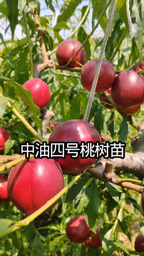 5月成熟的桃树品种推荐:春雪、早熟有明与中油4号对比分析 4. 常见问题与总结