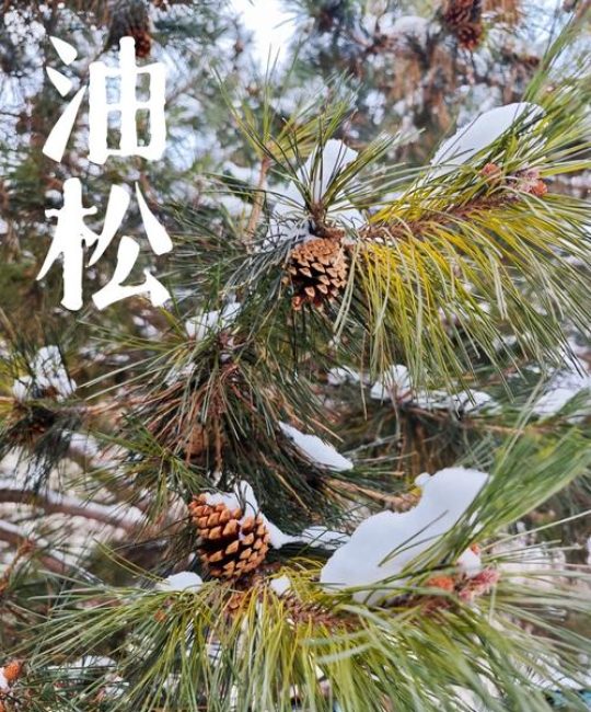 松树为什么四季常青？解密针叶树的耐寒耐旱生理机制与栽培适应性