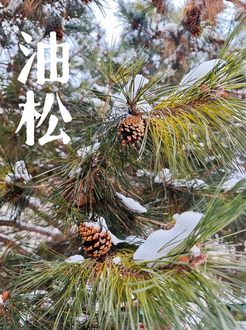 松树为什么四季常青?解密针叶树的耐寒耐旱生理机制与栽培适应性 松树为什么四季常青?解密针叶树的耐寒耐旱生理机制与栽培适应性