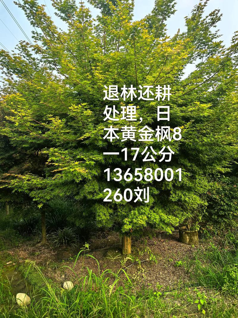 一棵枫树多少钱?枫树苗木价格全解析 影响因素四:数量