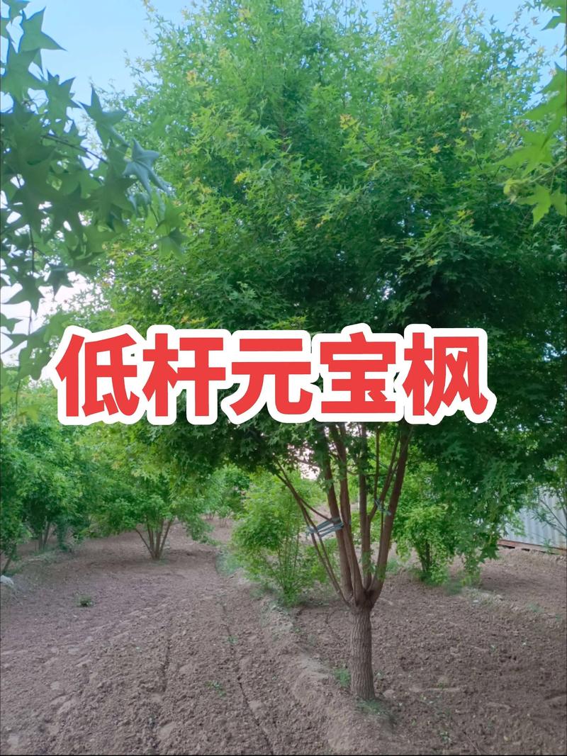 一棵枫树多少钱?枫树苗木价格全解析 影响因素五:运输