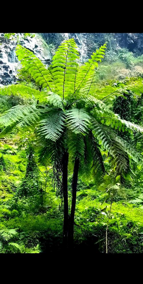 蕨类植物形成什么?揭开古老植物的神秘面纱 二、形成羽状复叶——蕨类的“颜值担当”