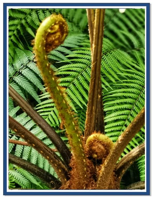 蕨类植物形成什么?揭开古老植物的神秘面纱 一、形成孢子囊群——蕨类的“繁殖器官”