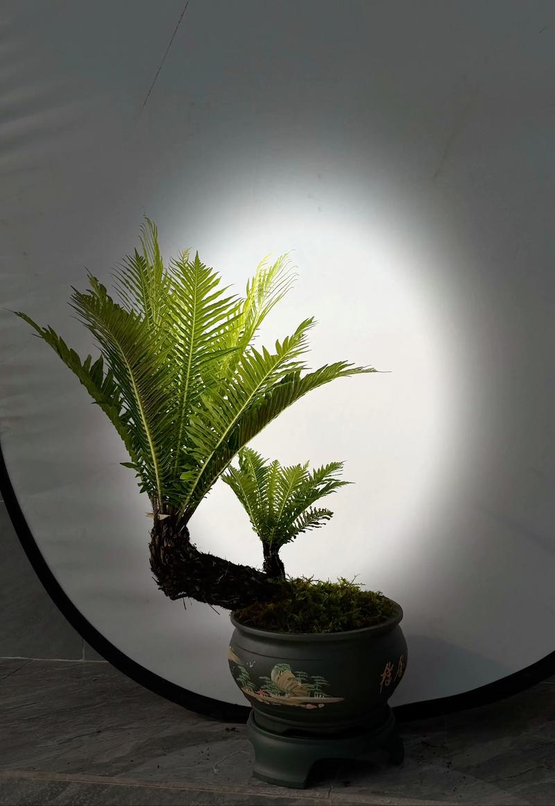 蕨类植物形成什么?揭开古老植物的神秘面纱 三、形成地下根茎与生态系统