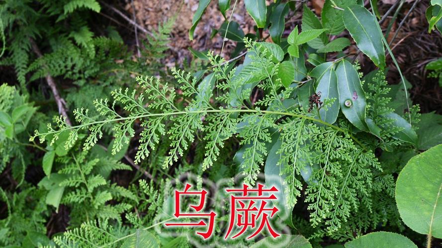 蕨类植物形成什么?揭开古老植物的神秘面纱 四、形成独特的园艺景观