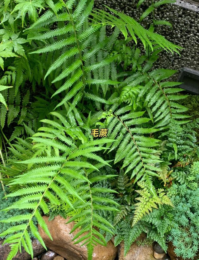 蕨类植物形成什么?揭开古老植物的神秘面纱 结语