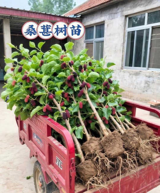 桑树木材材质怎么样？从园艺到家居的全方位解析
