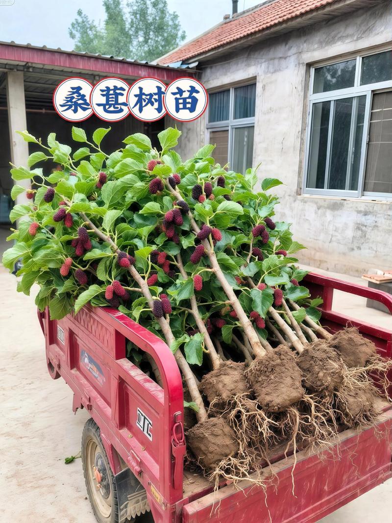 桑树木材材质怎么样?从园艺到家居的全方位解析 一、桑树木材的物理特性