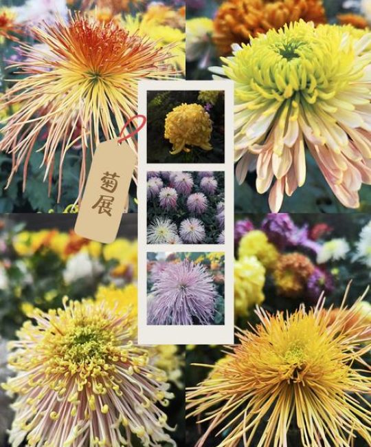 菊花什么时候开放？标准答案来了
